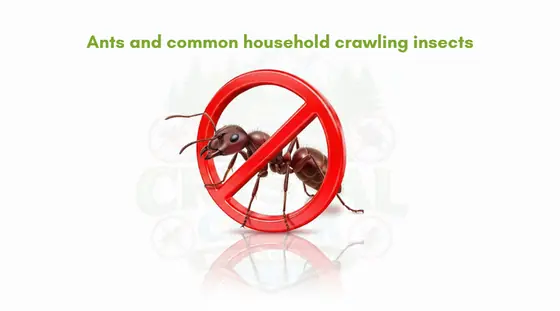 Ants and common household crawling insects
